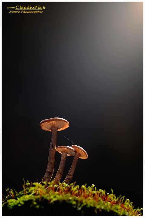 Funghi, mushroom, fungi, fungus, val d'Aveto, Nature photography, macrofotografia, fotografia naturalistica, close-up, mushrooms